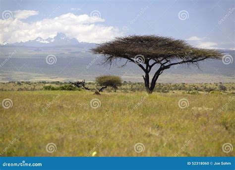 Lone Acacia Tree With Mount Kenya In Background From Lewa Conservancy