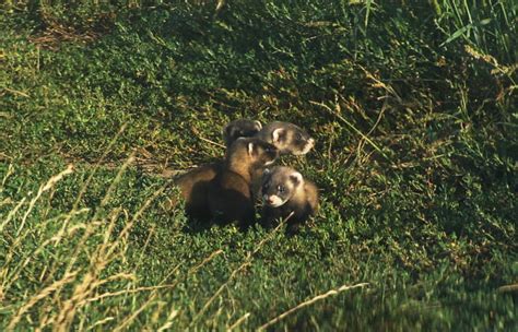 Steppe polecat | ALKA Wildlife