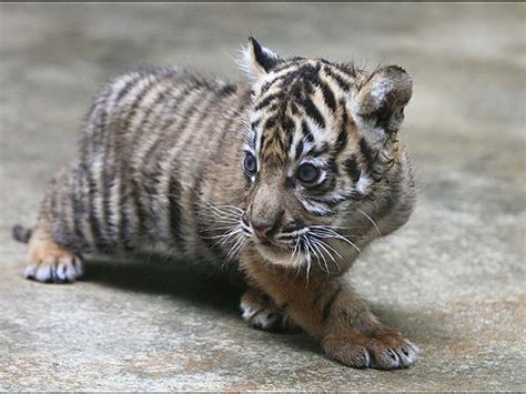 Unique Picture Around the World: Baby White Tigers Wallpapers