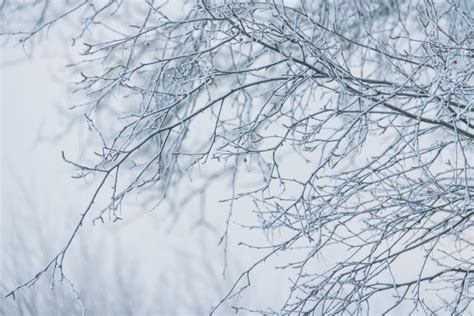 Fondos De Pantalla Rama Hielo Fr O Escarcha Escarcha Congelaci N