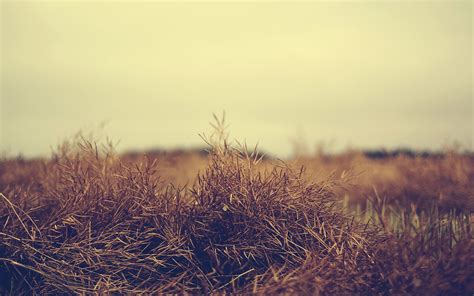 warm nature wallpaper