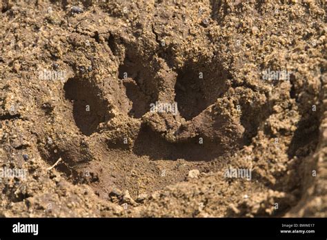 Leopard paw print Stock Photo - Alamy