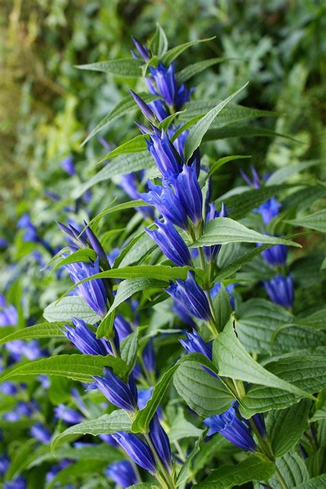 Gentiana Asclepiadea Willow Gentian Gentian Flower Beautiful