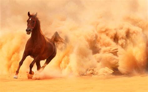 Mustang Horse Wallpapers Top Free Mustang Horse Backgrounds