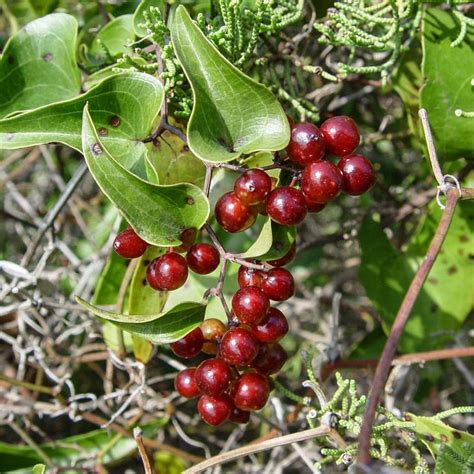 Sarsaparilla Plant : Stories from the Wigwam: Medicinal Monday - Wild ...