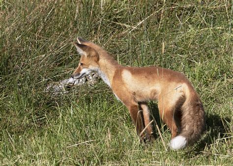 Red Fox “Smiling”, Hunting And Pouncing On Prey – Feathered Photography