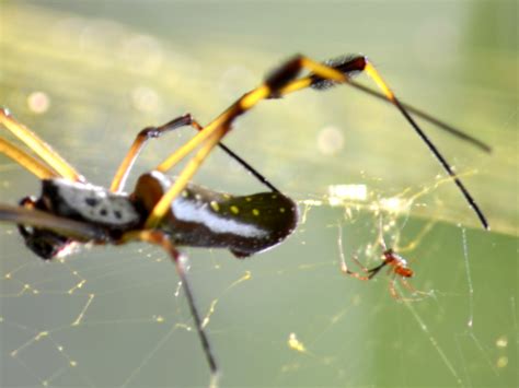 Trichonephila clavipes | Ecos del Bosque