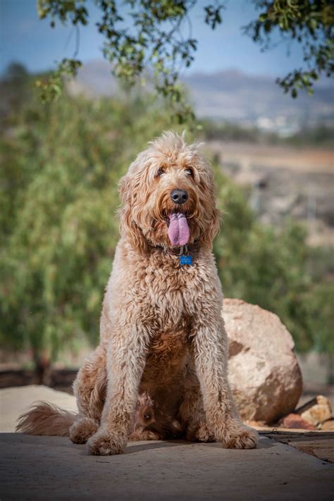 Glorias Goldendoodles Pet Shops Murrieta California