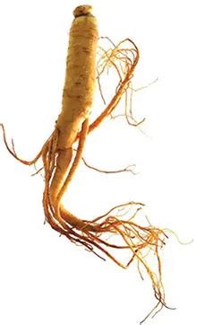 Ginseng The Ancient Herb For Health And Vitality Earth Discover