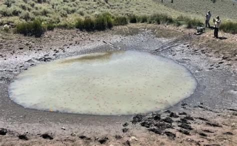 Discovering hundreds of goldfish in pond | Westernbass.com