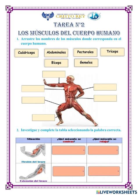 Los M Sculos Del Cuerpo Humano Activity Shopping