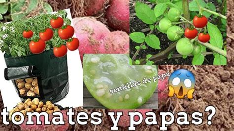 Frutatomates Descubre Las Sorprendentes Frutas Que Parecen Tomates