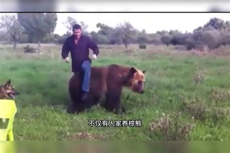 在高速路上拍到搞笑一幕，一头棕熊居然会骑车，这也太搞笑了