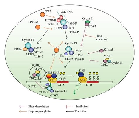 Schematic Representation Of The HIV 1 Transcription Regulation By CDK9