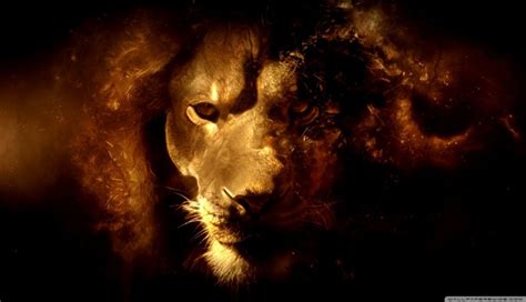 4K Ultra HD Lions Wallpapers - Top Free 4K Ultra HD Lions Backgrounds ...