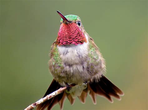 Broad-Tailed Hummingbird - Fauna Feeders