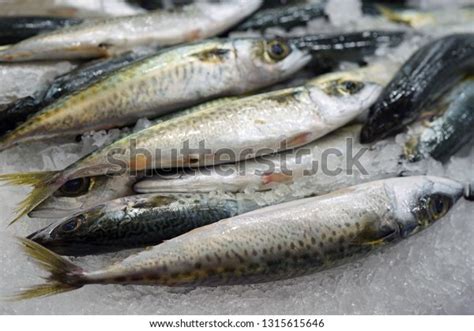 Baby Blue Mackerel Fish On Ice Stock Photo 1315615646 | Shutterstock