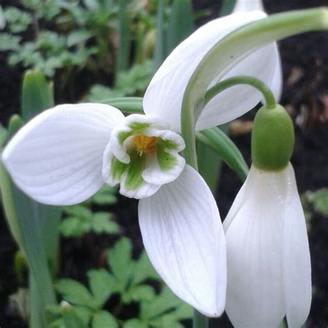 Galanthus Nivalis Snowdrop Species Common Snowdrop Uploaded By