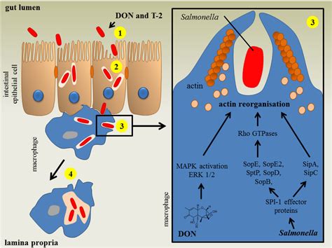 Toxins Free Full Text The Impact Of Fusarium Mycotoxins On Human