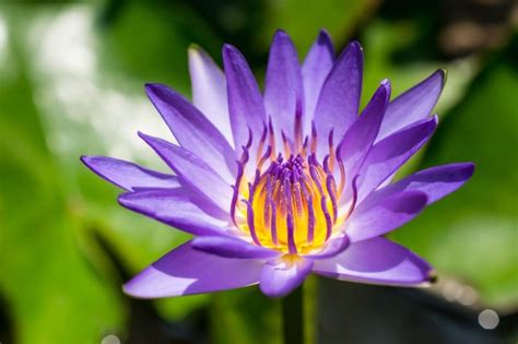 Signification Et Symbolisme De La Fleur De Lotus Violet