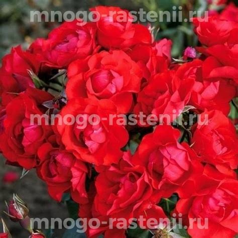 Rosa Black Forest Rose