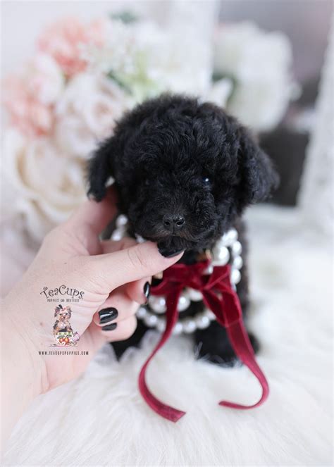 Black Toy Poodle Puppy Wearing A Pearl Necklace Teacup Yorkie Puppy