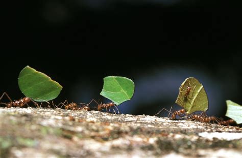 leaf cutter ants  florida risks  eco solutions