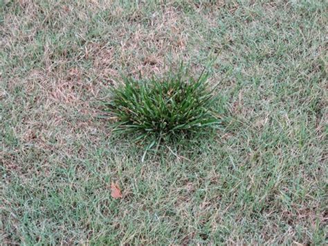 Tall Fescue | Purdue University Turfgrass Science at Purdue University