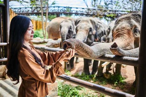 Koh Samui Elephant Kingdom Sanctuary Half Day Tour Getyourguide