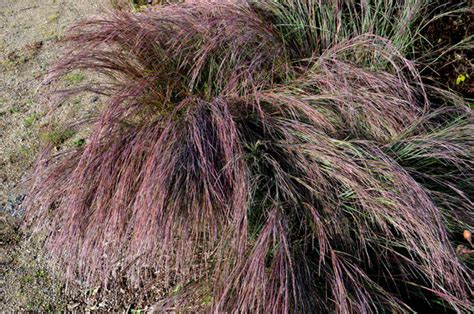 Bluestem grass Free Stock Photos, Images, and Pictures of Bluestem grass