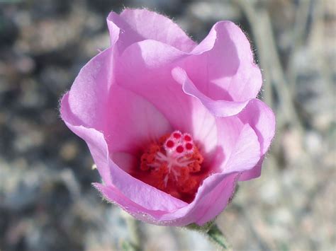 Opening Flower Photos Of Hibiscus Denudatus Malvaceae