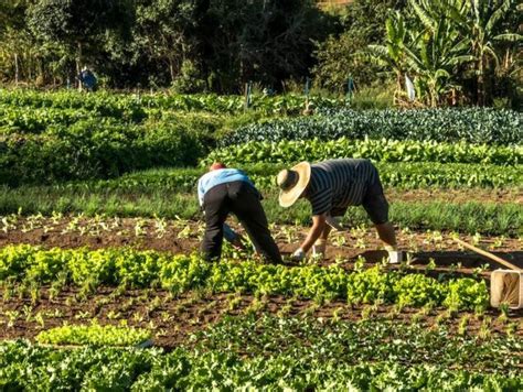 Grain Los Peque Os Agricultores Tienen La Respuesta Para Alimentar Al