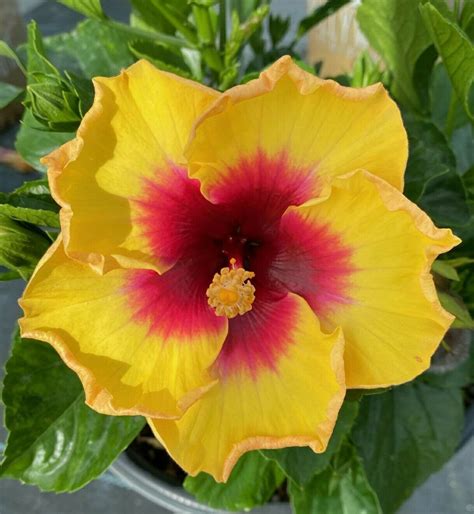 Exotic Yellow Hibiscus Starter Live Plant 3 To 5 Inches Tall 01