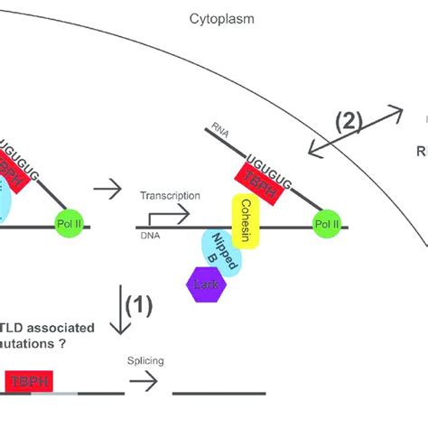 Model For Tbph And Lark Interacting With Nipped B And Cohesin Tbph