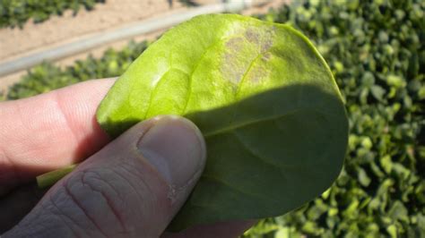 The Battle Against Downy Mildew In Spinach Growing Produce