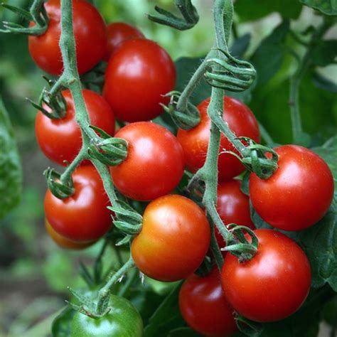 Organic Cherry Tomato Zuckertraube | Grow Bio Tomatoes from Seed