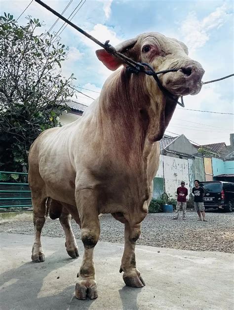 FOTO Memiliki Berat 1 3 Ton Begini Penampakan Sapi Kurban Jumbo Milik