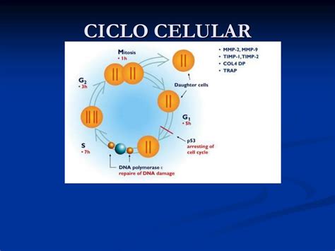 No Ciclo Celular Atuam Moléculas Reguladoras - No Ciclo Celular Atuam Moléculas Reguladoras - FDPLEARN
