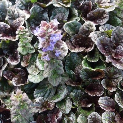 Bugle Rampant Black Scallop Ajuga Vente En Ligne De Plants De Bugle