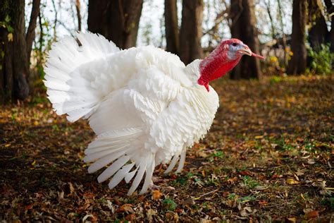 How to Raise, Butcher, and Process Turkeys at Home | Step-by-Step