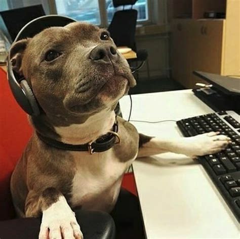 pit bull tech support Memes - Imgflip