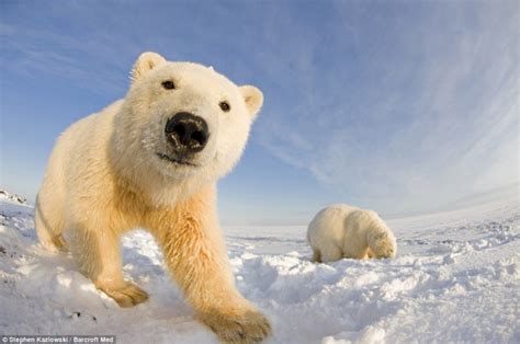 Любознательные белые мишки » BigPicture.ru