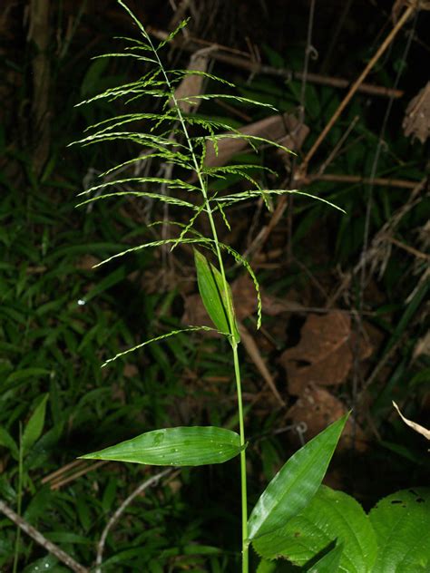 Centotheca Lappacea Poaceae Image 30382 At PhytoImages Siu Edu