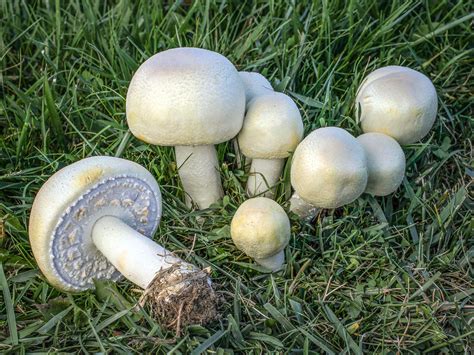 Agaricus Arvensis