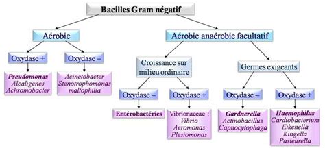 19 Famille Gram Oxydase Et Catalase Untuk Mempercantik Rumah