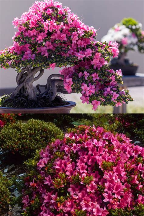 Buy Momo No Haru Satsuki Dwarf Azalea | FREE SHIPPING | Wilson Bros Gardens