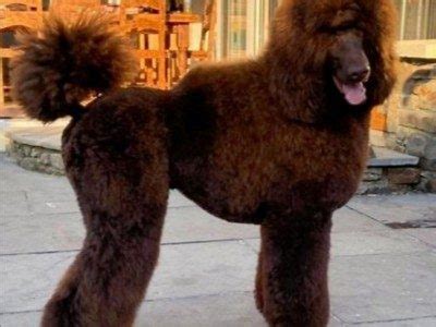 Brown Standard Poodle, IKC registered