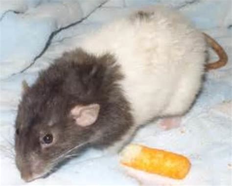 Pet Rat Coat Types - Pets Australia