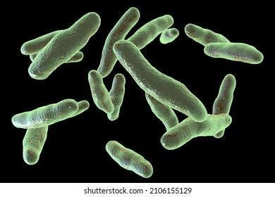 3+ Thousand Anaerobic Bacteria Royalty-Free Images, Stock Photos ... 