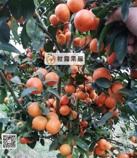 2019年柑橘應該怎麼種？怎樣才能賺到錢？ 每日頭條